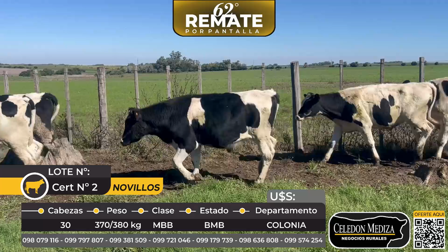 Lote 30 Novillos en Colonia