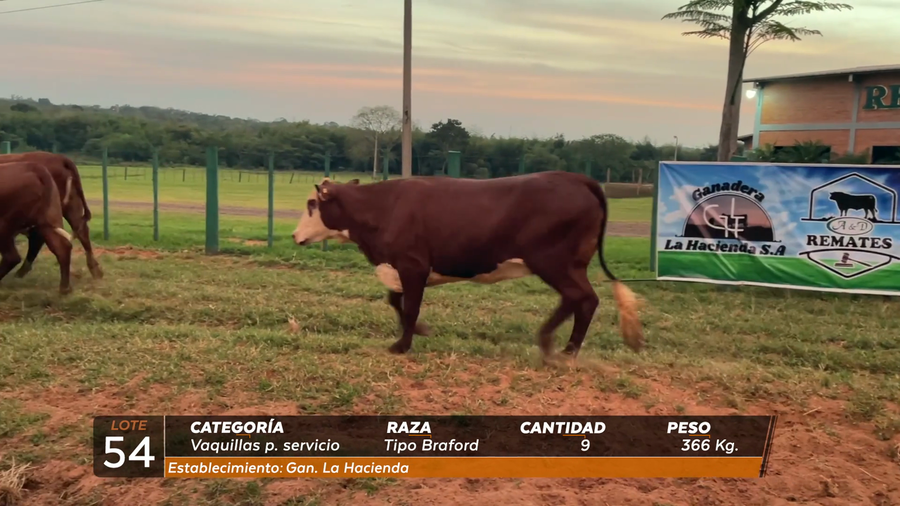 Lote VAQ PARA SERVICIO