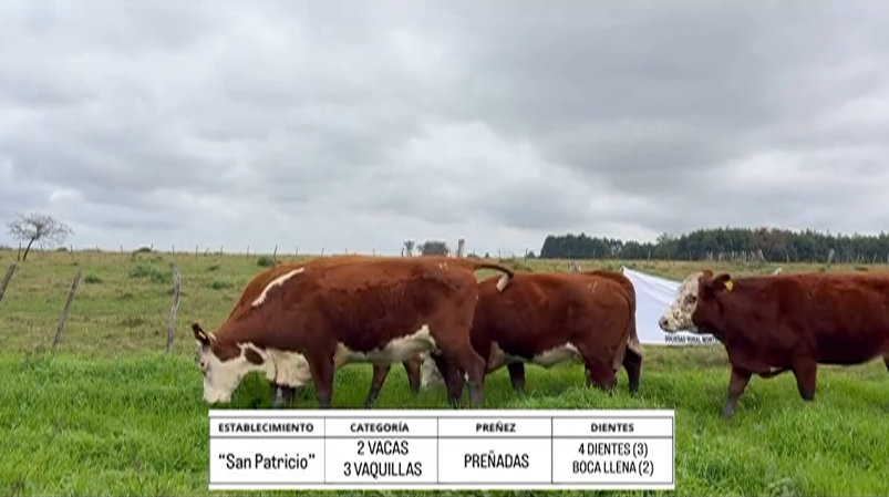 Lote VAQUILLAS PARA SERVICIO BRAFORD "SAN PATRICIO"