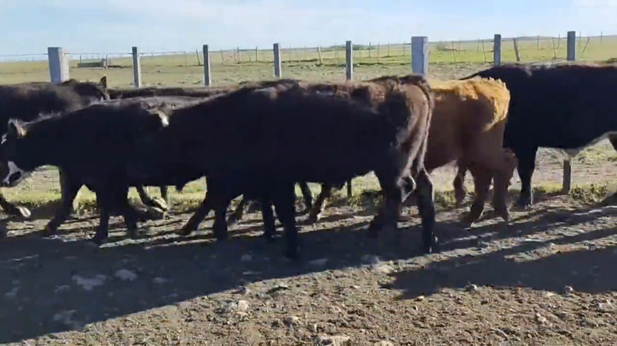 Lote Novillos 2-3 años