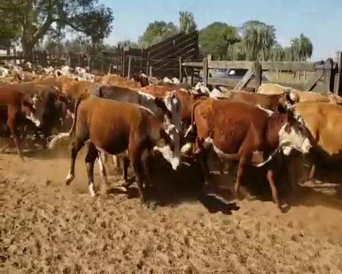 Lote 130 Novillitos en San Roque, Corrientes
