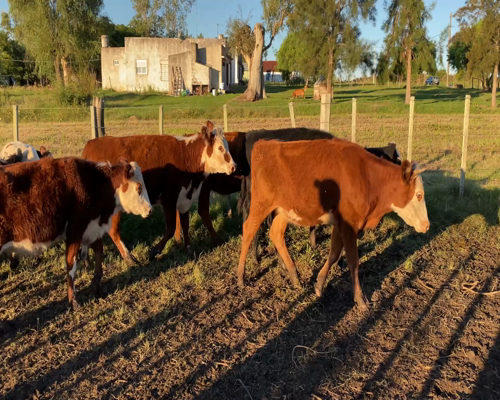 Lote Terneras