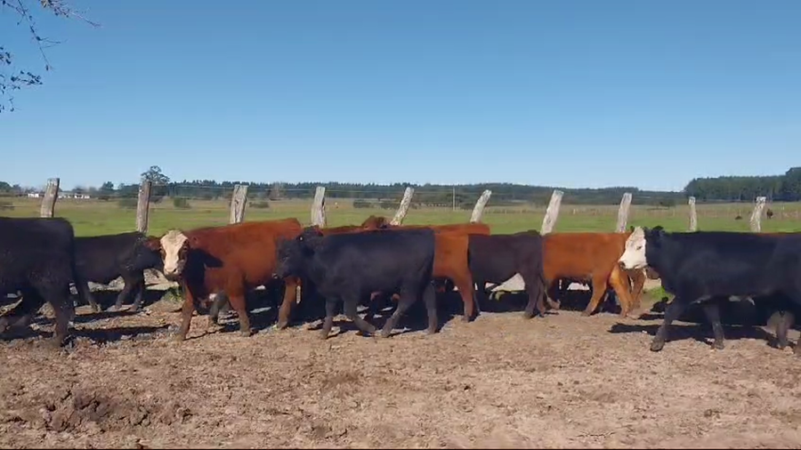 Lote 70 Terneros en Concordia, Entre Ríos