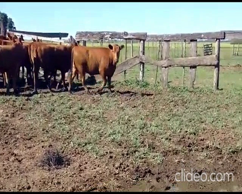 Lote 43 VAQUILLONAS ANGUS NEGRAS Y COLORADAS DE 330 KG  P/ ENTORAR, EN SAN ANTONIO DE ARECO, PBA.-