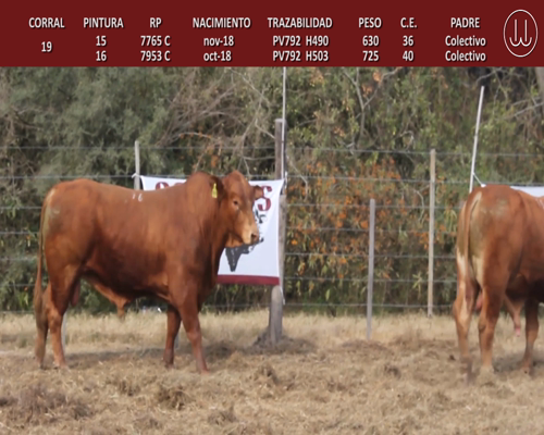 Lote TOROS BRANGUS DE CABAÑA LA TURINGIA