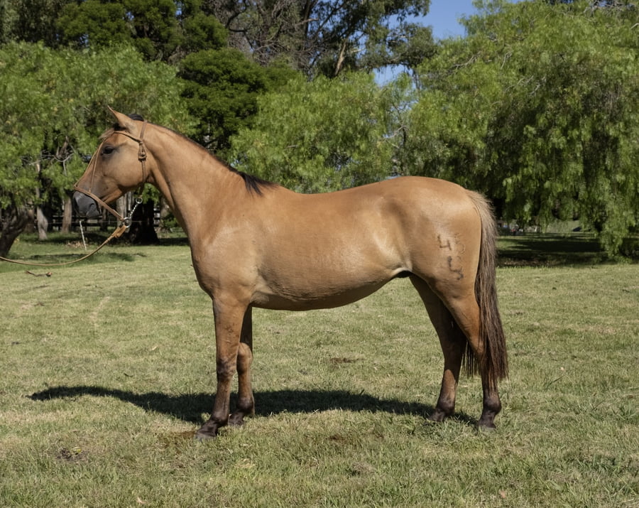Lote MINUANO DEL PORRÚA