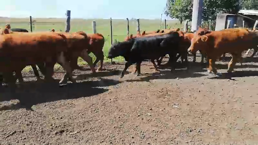 Lote 70 Terneros/as en Federal, Entre Ríos