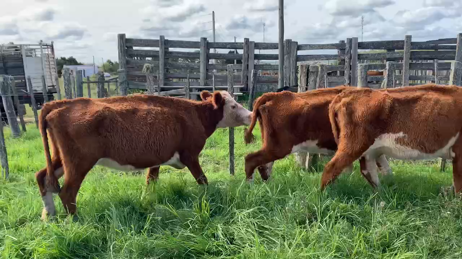 Lote 4 Vacas de Invernada en Tupambaé, Cerro Largo