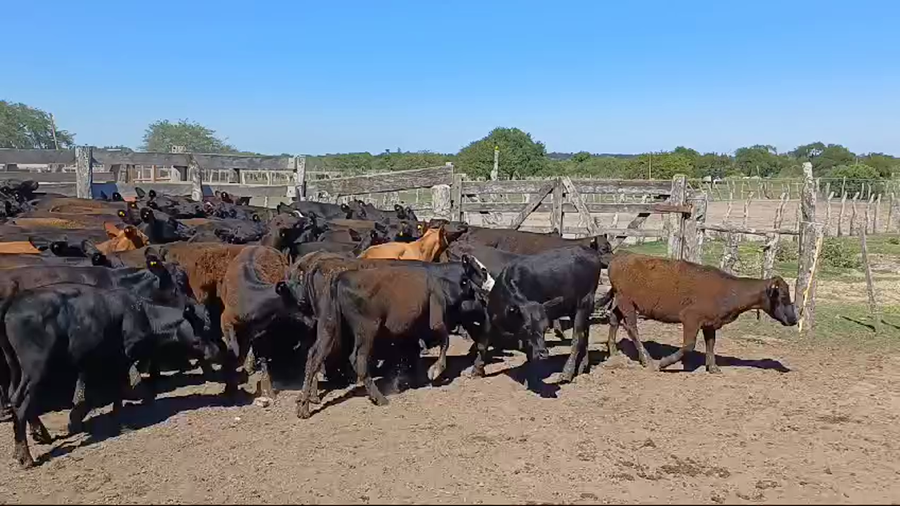 Lote 135 Terneras
