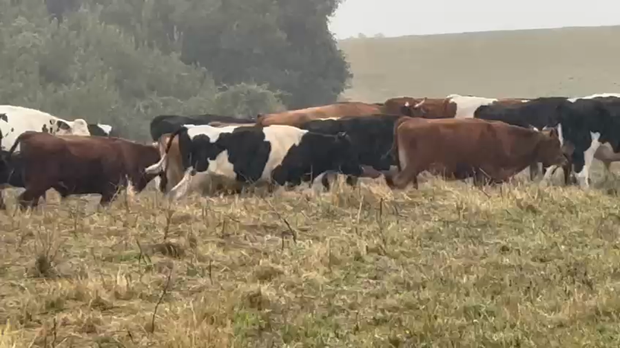 Lote 96 Novillo Engorda en Osorno, X Región Los Lagos