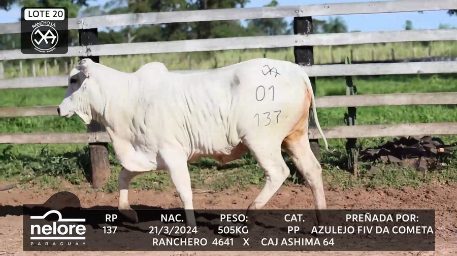Lote LOTE 20