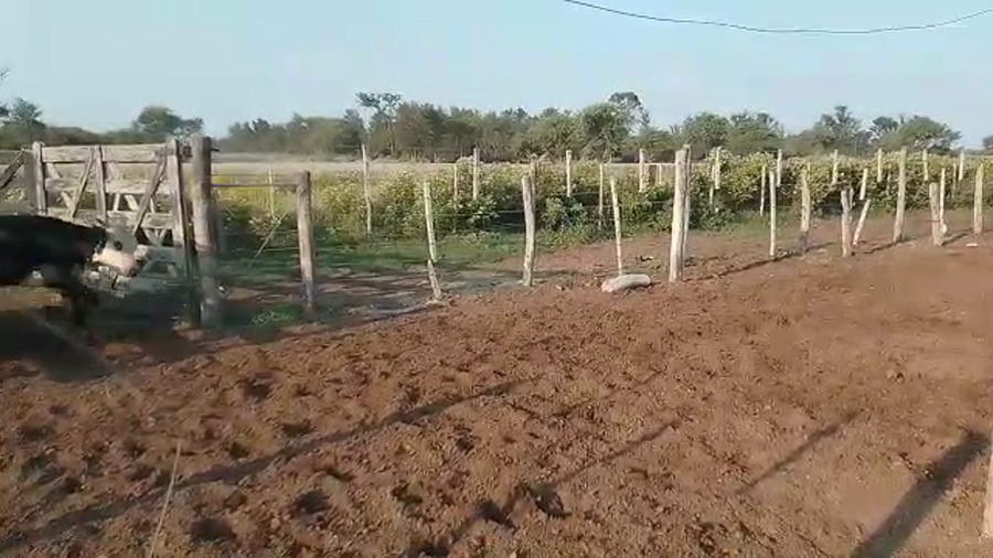Lote 70 Novillitos y vaquillonas Braford y sus cruzas en Villa Minetti, Santa Fe