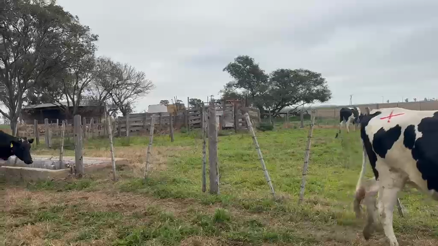 Lote 5 Vaquillonas Holando Argentino preñadas en Morteros, Córdoba