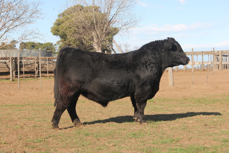 Lote TOROS PUROS DE PEDIGREE