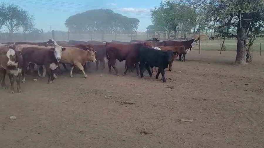 Lote 110 Terneros/as en Romang, Santa Fe