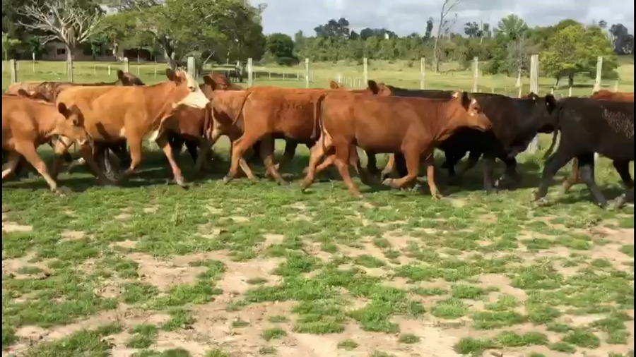 Lote 75 Vaquillonas 1 a 2 años en Puente 329, Tacuarembó
