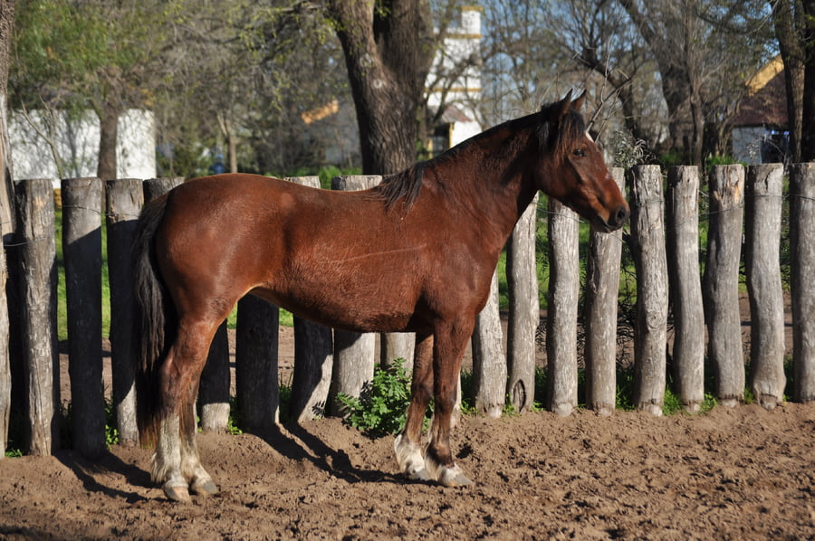 Lote LACAPILLA BANDADA