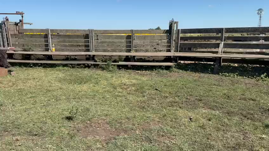 Lote 64 Novillitos y vaquillonas