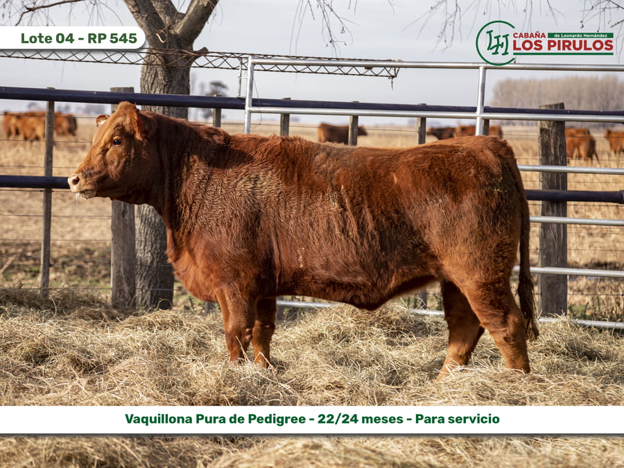 Lote VAQUILLONAS PURAS DE PEDIGREE
