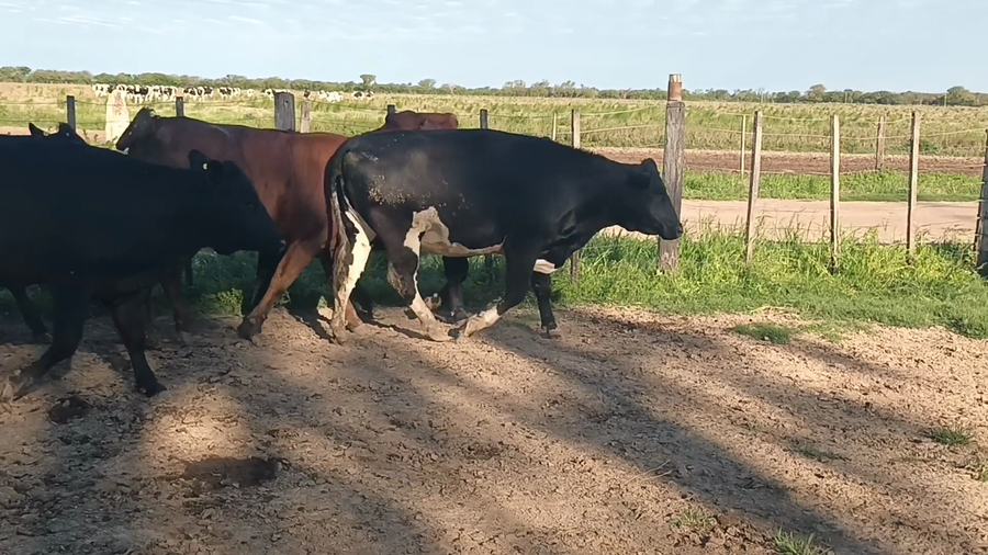 Lote 9 Vaquillonas Cruzas en Palacios, Santa Fe