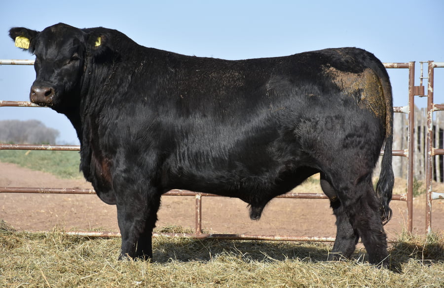 Lote TOROS (Corral 10)