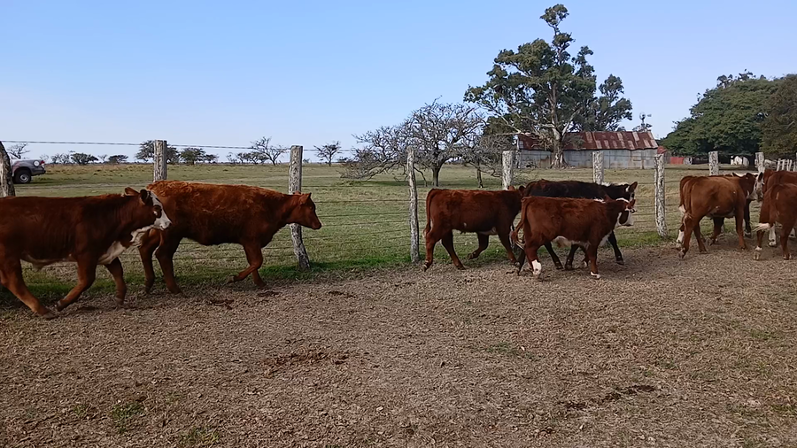 Lote 80 Terneros/as en Corrientes, Curuzu Cuatia