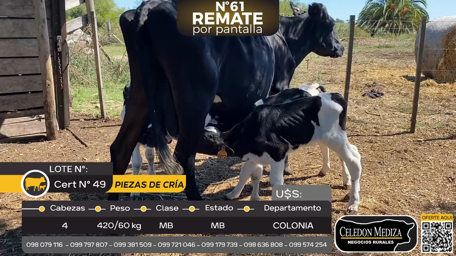 Lote 4 Piezas de cría en Piedra Chata, a 15 km de Cardona,Colonia