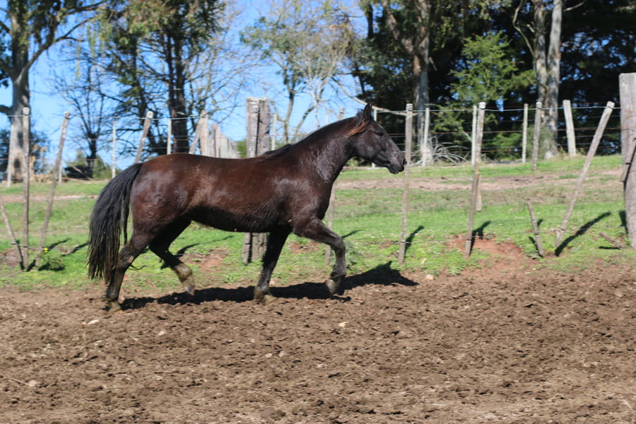 Lote PULPERA DEL CONVENTOS