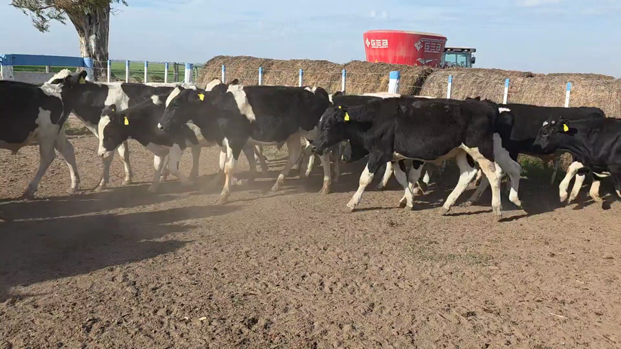 Lote 50 Novillitos Holando Argentino en Porteña, Córdoba