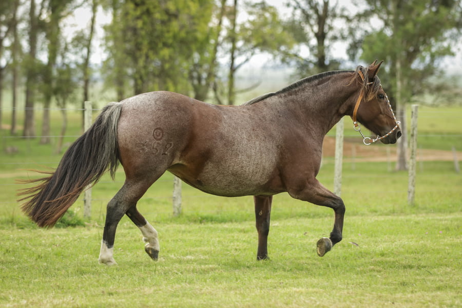 Lote Cambicha 352 De La Casilla