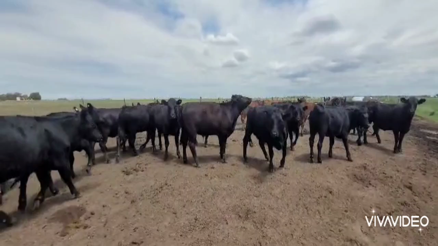 Lote 74 Novillitos y vaquillonas