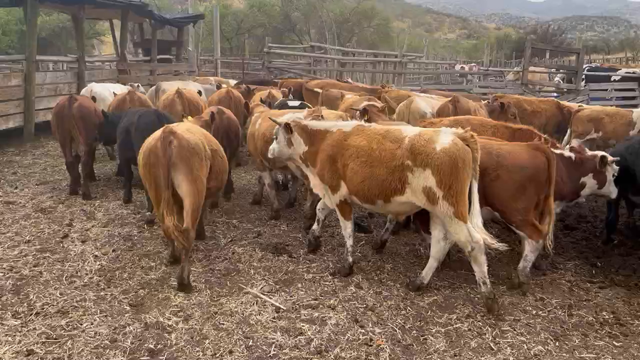 Lote 44 Ternero en Colina, Región Metropolitana