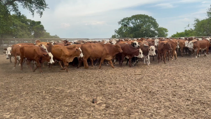 Lote 130 Novillos en Corrientes, Chavarría