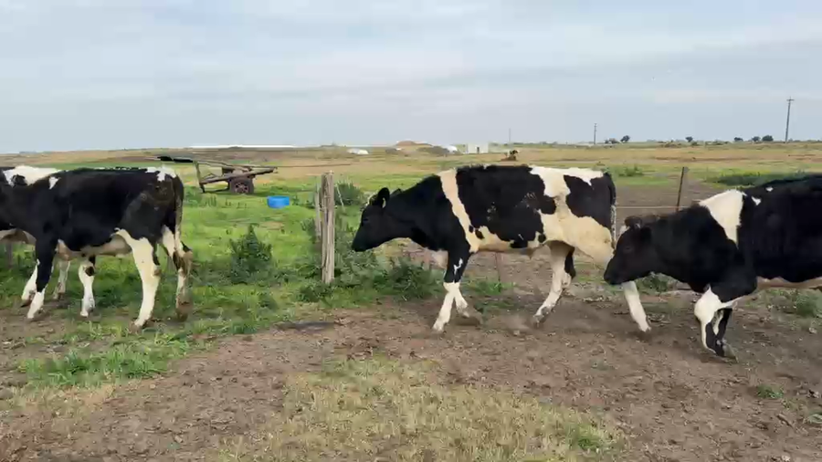 Lote NOVILLOS 1 a 2 AÑOS