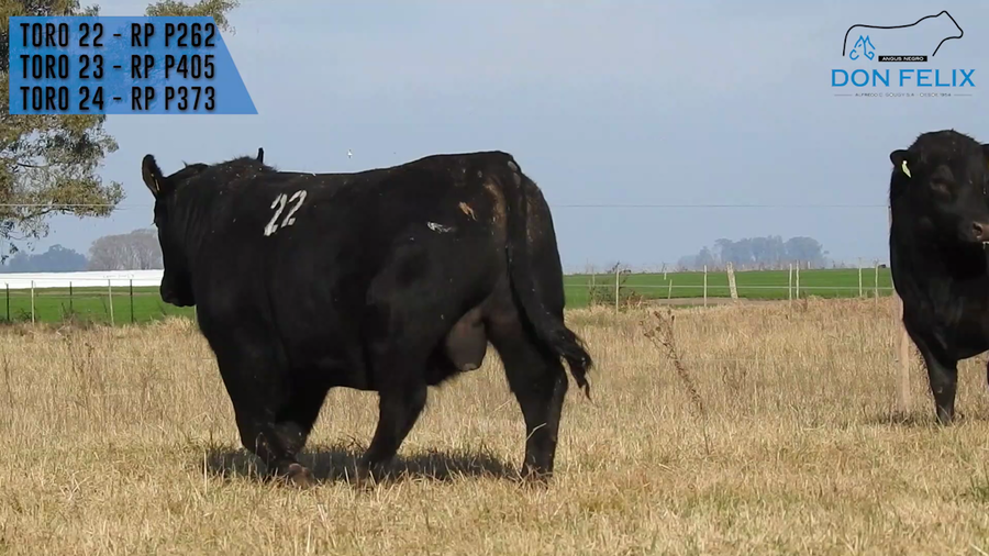 Lote "Cabaña ""Don Felix"" Toros Angus PC"