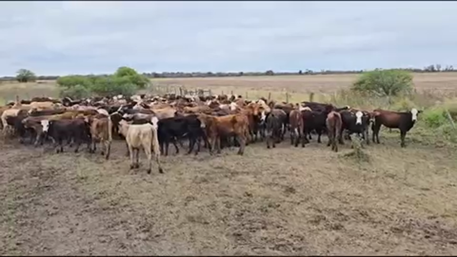 Lote 169 Terneras en Pirané, Formosa