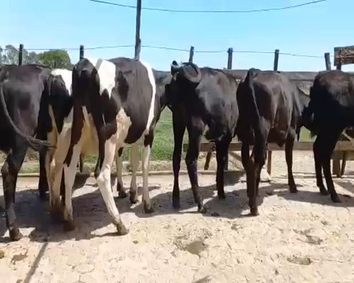 Lote Terneros y Terneras