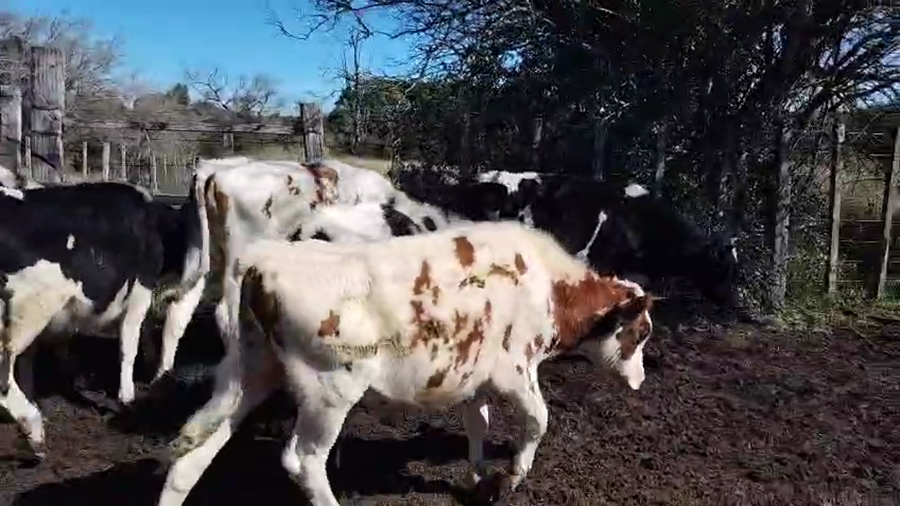 Lote 22 Terneros a remate en Pantalla Aniversario - Escritorio Camy, San José