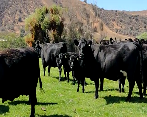 Lote 25 Vacas Gordas Melipilla, Región Metropolitana