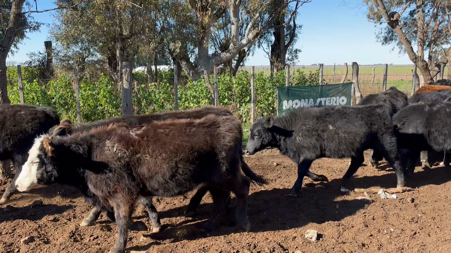 Lote 60 Terneros/as en La Pampa, Sta. Teresa