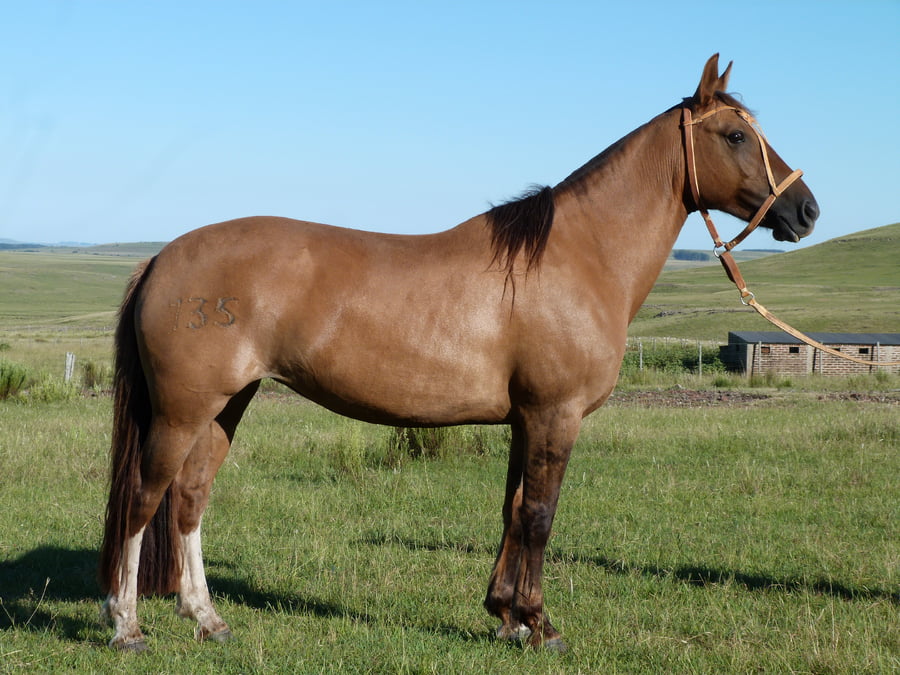 Lote Dalia del Cerro Grande