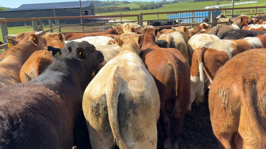 Lote 27 Ternero en Los Muermos, X Región Los Lagos