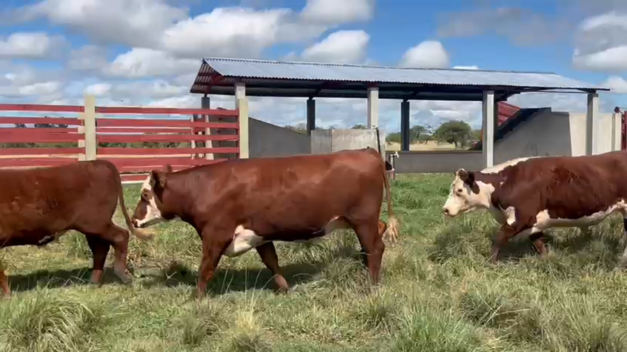 Lote 27 Novillos en Corrientes, Curuzú-Cuatiá