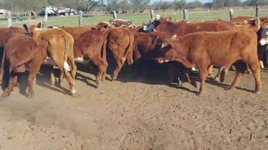 Lote 30 Terneros
