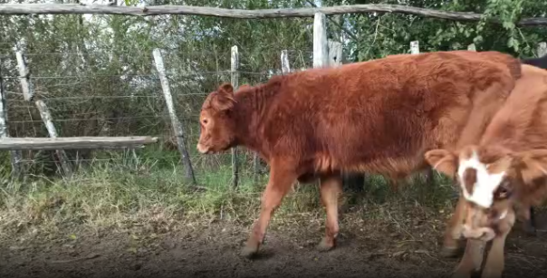 Lote 5 Terneros en Soriano