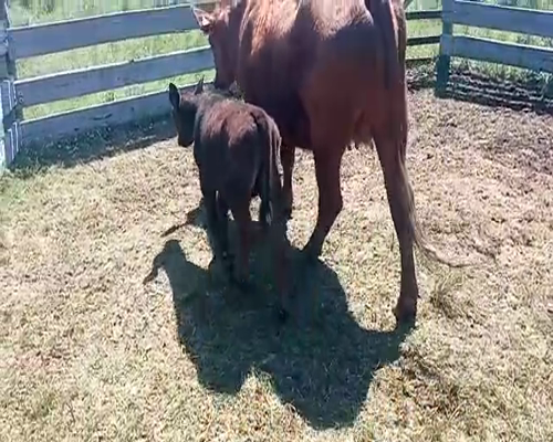 Lote 2 Piezas de cría ANGUS a remate en Entre Martillos en CARRETA QUEMADA