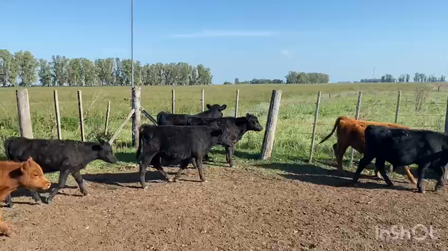 Lote 60 Terneros en Gral. Belgrano, Buenos Aires