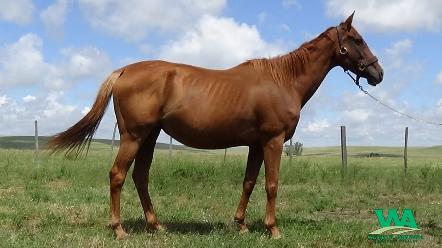 Lote IMPRESIÓN JUSTA (Arg)