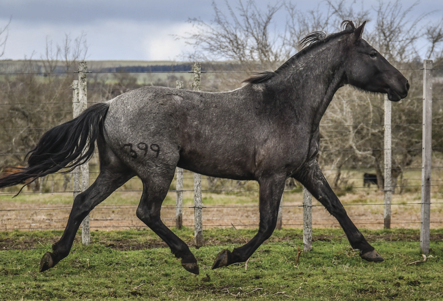 Lote TIGRE LA FLECHILLA