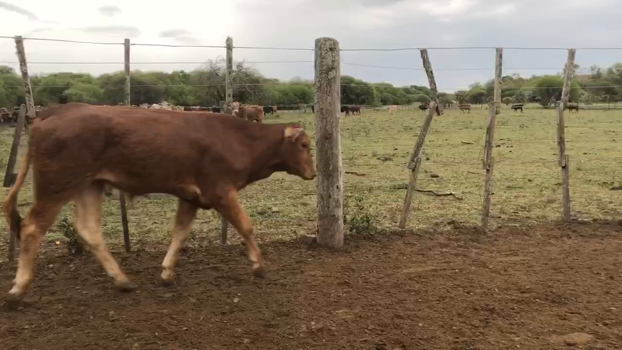 Lote 115 Terneros en Pto. Eva Perón, Chaco